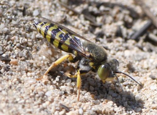 Réf. 284 856 : Bembix oculata